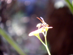 Polistes