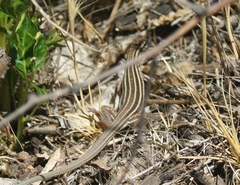 Aspidoscelis uniparens