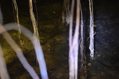 Ophisternon infernale