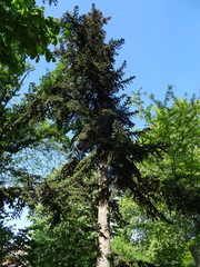 Abies numidica