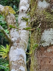 Epidendrum strobiliferum