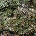 Powder-tipped Shadow Lichen - Photo (c) aarongunnar, some rights reserved (CC BY), uploaded by aarongunnar
