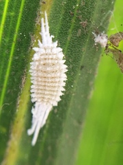 Laminicoccus flandersi