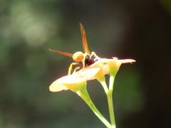Polistes