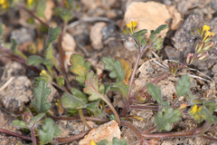 Phacelia monoensis