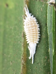 Laminicoccus flandersi