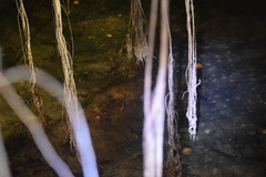 Ophisternon infernale