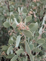 Arctostaphylos malloryi