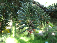 Abies numidica