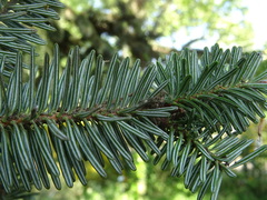 Abies numidica