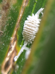 Laminicoccus flandersi