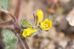 Phacelia monoensis