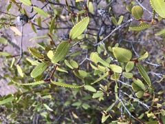 Colliguaja odorifera