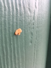 Tortricidia testacea