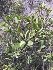 Colliguaja odorifera