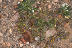 Phacelia monoensis