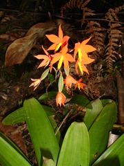 Prosthechea vitellina