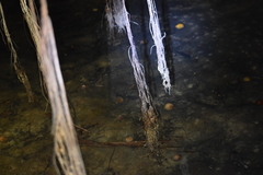 Ophisternon infernale