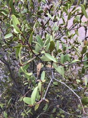 Colliguaja odorifera