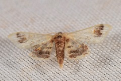 Idaea asceta