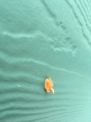 Tortricidia testacea