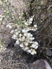Baccharis paniculata