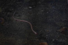 Ophisternon infernale