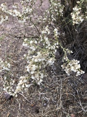 Baccharis paniculata