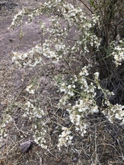 Baccharis paniculata