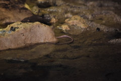 Ophisternon infernale