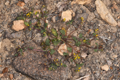 Phacelia monoensis