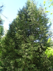 Cupressus dupreziana