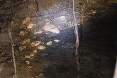 Ophisternon infernale