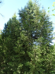 Cupressus dupreziana