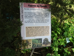 Cupressus dupreziana