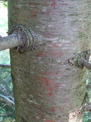 Cupressus dupreziana