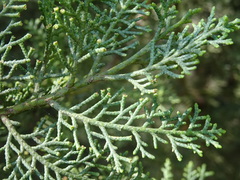 Cupressus dupreziana