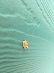 Tortricidia testacea