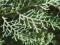Cupressus dupreziana
