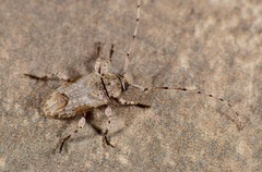 Leptostylus cretatellus