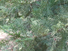 Cupressus dupreziana