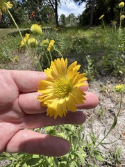 Gaillardia pulchella image