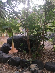 Brugmansia versicolor
