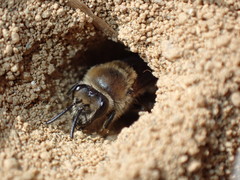Colletes validus