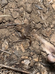 Anuroctonus phaiodactylus