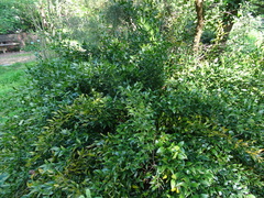 Danae racemosa