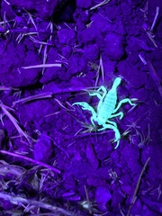 Anuroctonus phaiodactylus