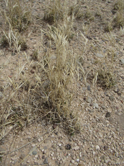 Scleropogon brevifolius