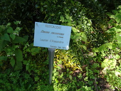 Danae racemosa