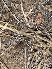 Anuroctonus phaiodactylus